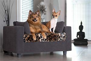 Ortopedic dog armchair
