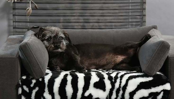Quelle taille de canapé pour votre chien ou chat ?