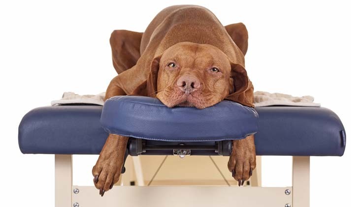 Osteopathy for pets
