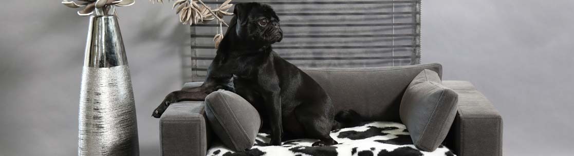 Perché scegliere un divano per il tuo cane o gatto