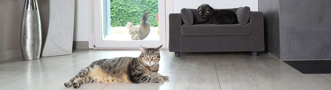 Which location to choose for the sofa for your dog or cat