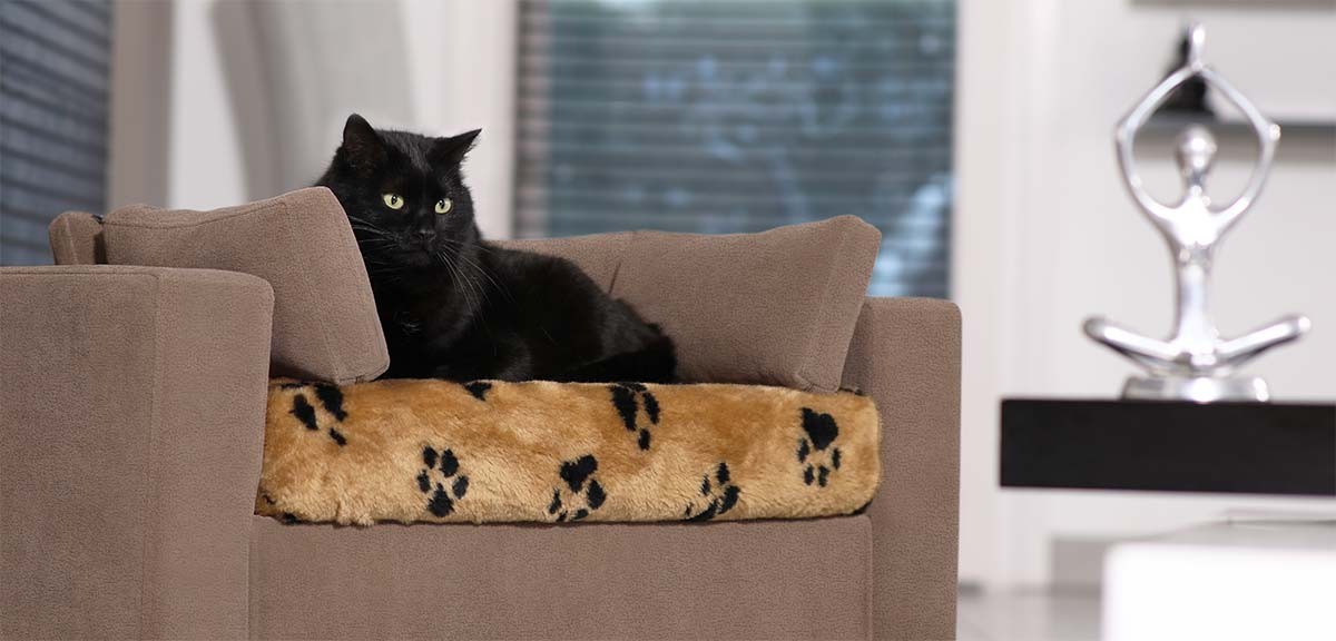cozy cat cushion